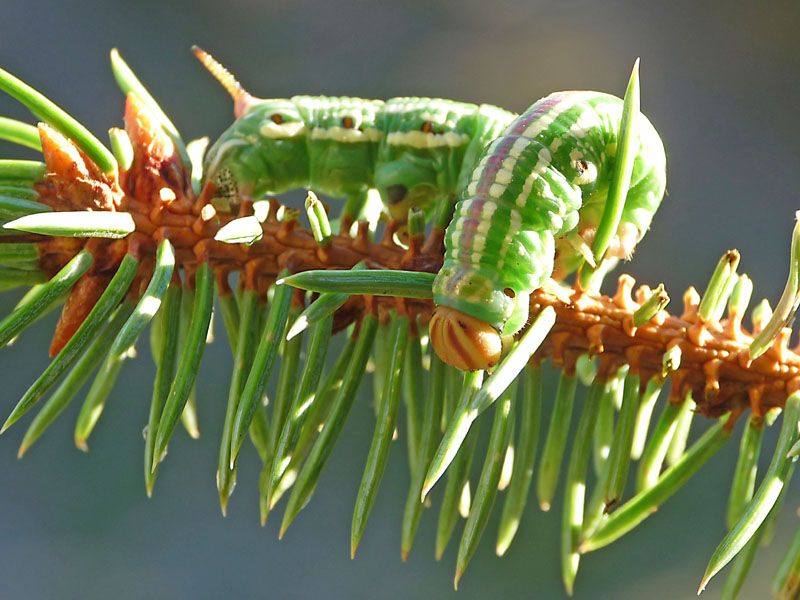 Hyloicus pinastri